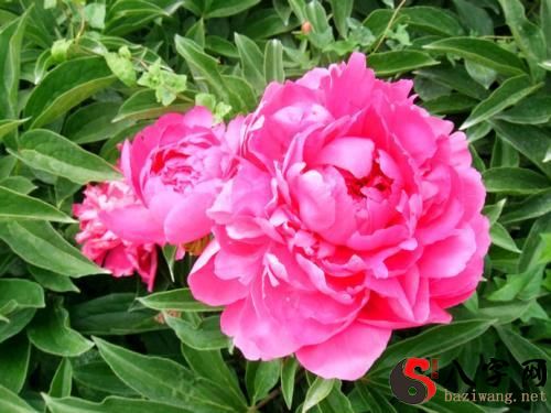 Dreaming of peonies in full bloom