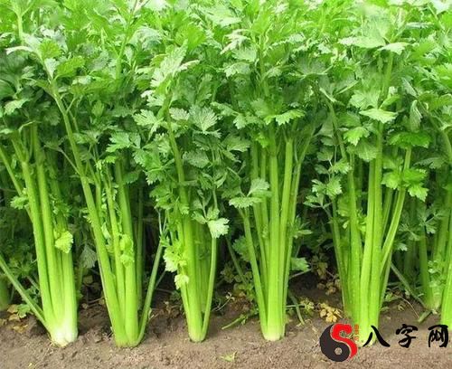 Dreaming of delivering celery