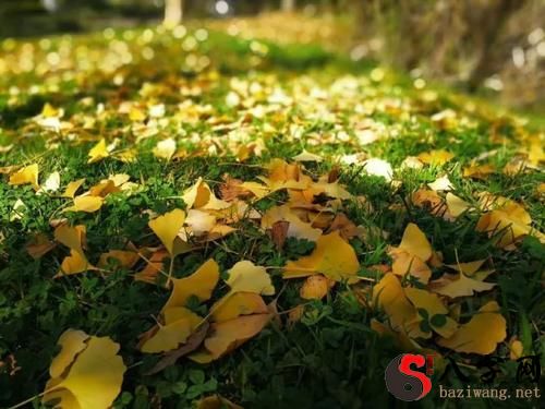 Dreaming of a field full of ginkgo biloba
