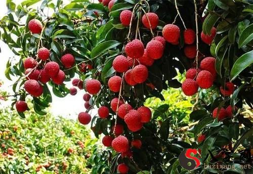 Dreaming of picking lychees