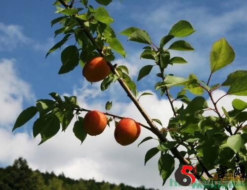 Dreaming of a mountain apricot tree bearing apricots