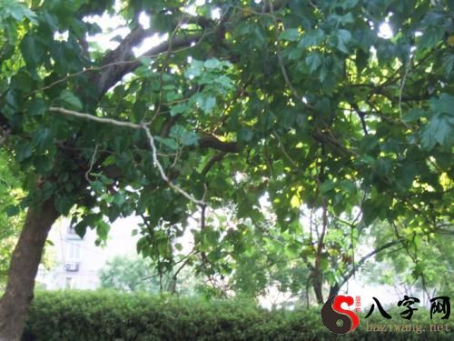 Dreaming of mulberry trees