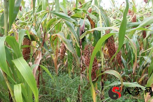 Dreaming of harvesting sorghum