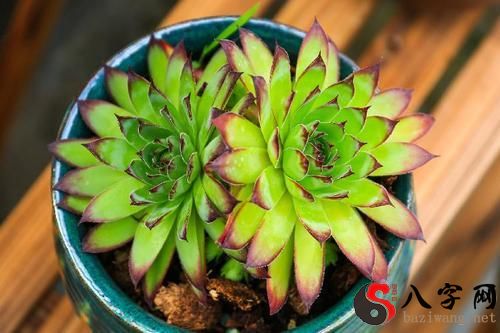 I dreamt that all the succulents I kept died