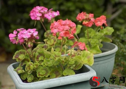 Dreaming of flowers and plants in a pot