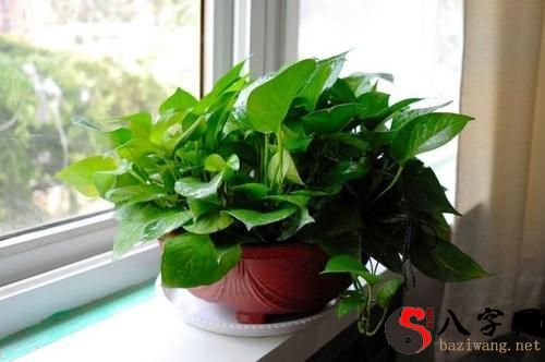 Dreaming of planting greens