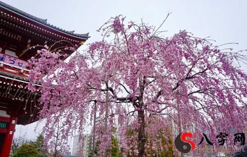 Dreaming of cherry blossoms
