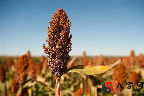 Dreaming of buying sorghum seeds
