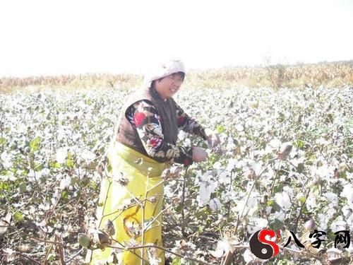 Dreaming of picking cotton