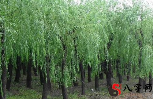 Dreaming of planting willows