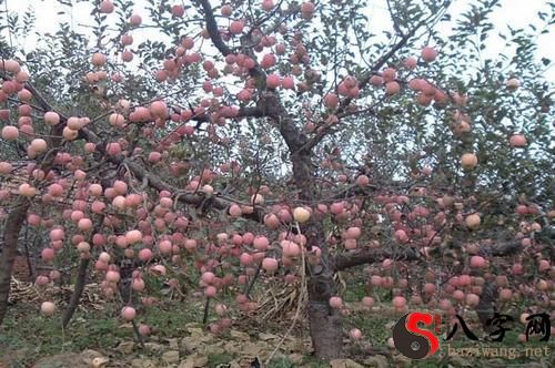 Dreaming of many fruit trees