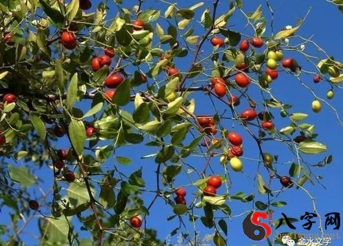 Dreaming of a sour date tree