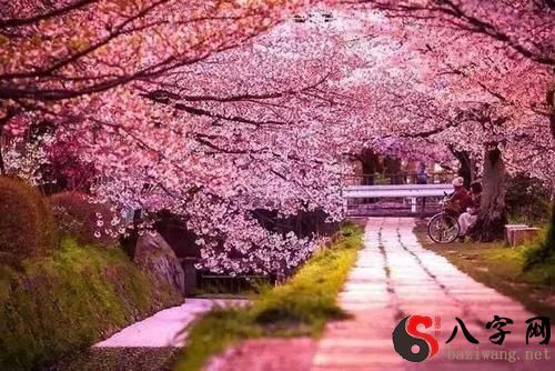 Dreaming of going to see cherry blossoms