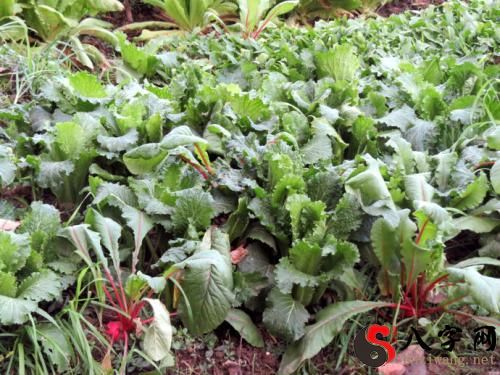 Dreaming of picking vegetables in a vegetable field