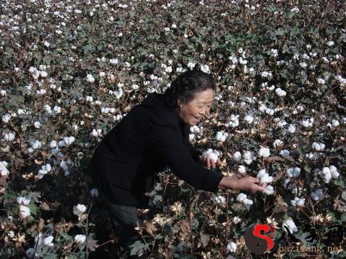 Dreaming of picking up cotton