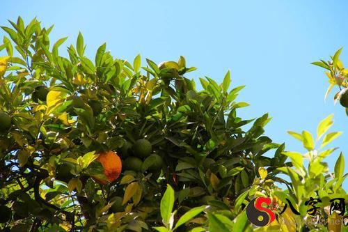 Dreaming of a branch full of oranges