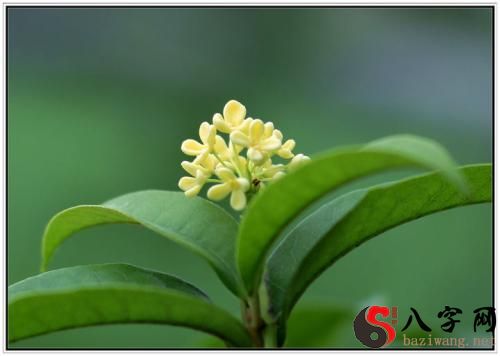 Dreaming of laurel flowers