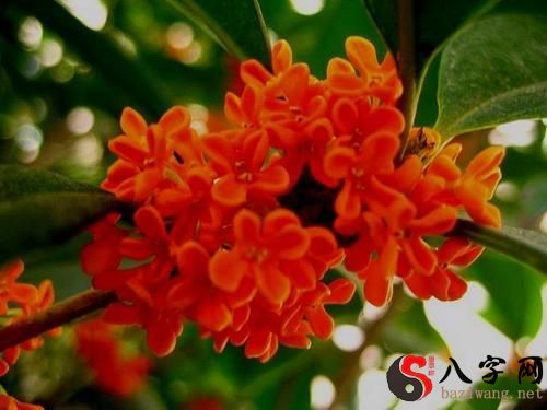 Dreaming of red osmanthus flowers