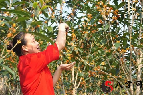 Dreaming of picking osmanthus flowers