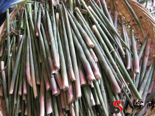 Dreaming of many bamboo shoots