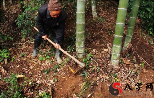Dreaming of digging a lot of bamboo shoots