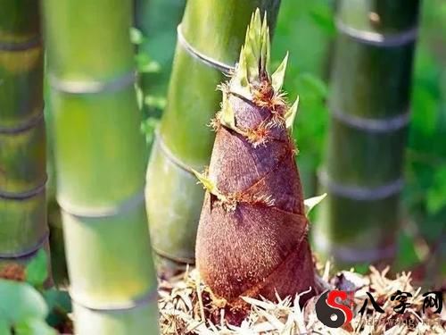 Dreaming of Bamboo Shoots Blossoming