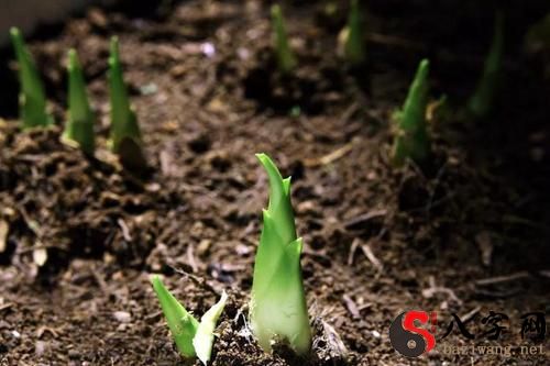 Dreaming of bamboo shoots sprouting