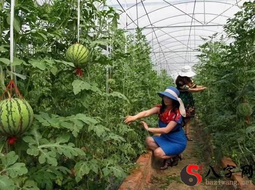 Dreaming of picking watermelon