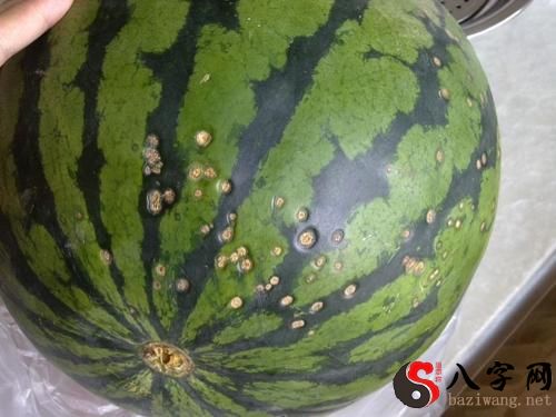 Dreaming of a rotten watermelon