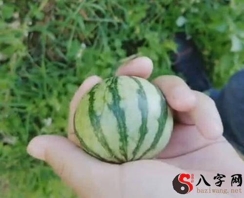 Dreaming of a field full of watermelons