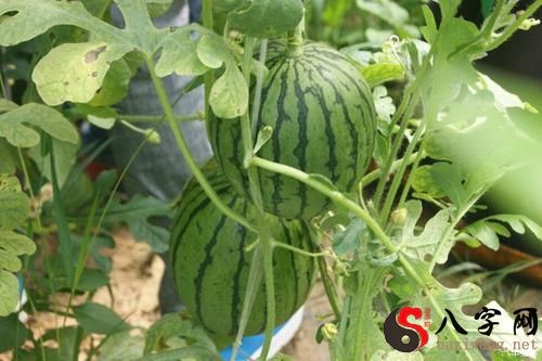 Dreaming of picking watermelons in a field