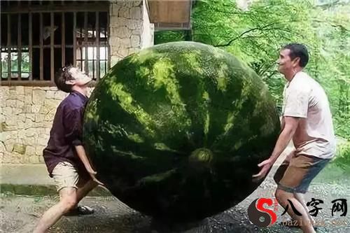 Dreaming of a big watermelon