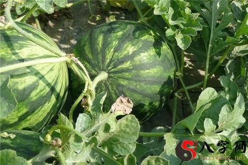 Dreaming of an unripe watermelon