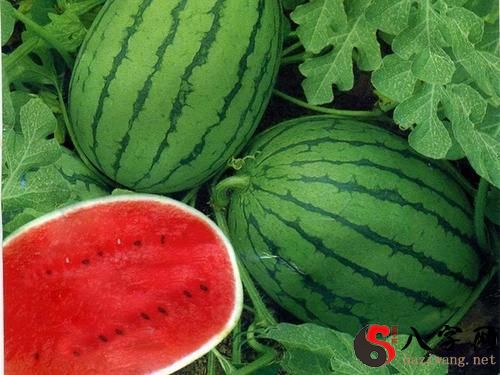Dreaming of a big yellow watermelon