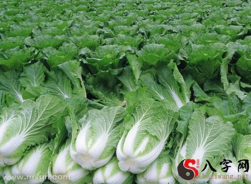 Dreaming of picking cabbage