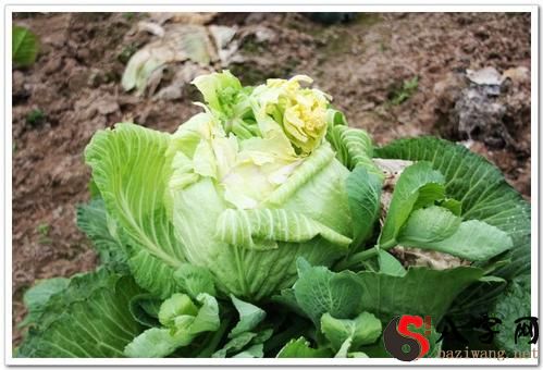 Dreaming of Cabbage Blossoms