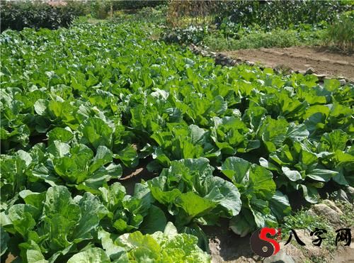 Dreamed of picking a few cabbages