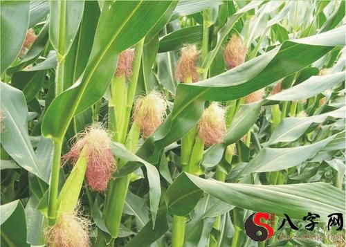 Dreaming of a lot of corncobs