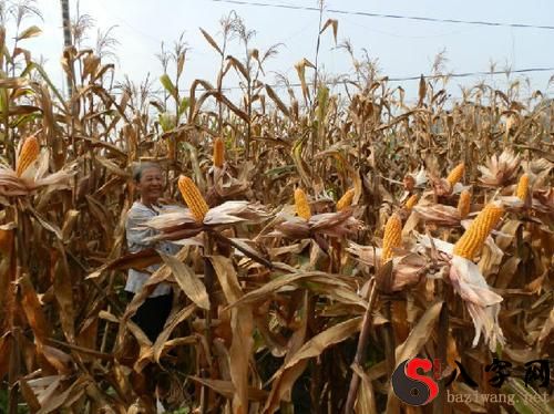 Dreaming of raking corn