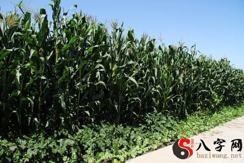 Dreaming of corn growing luxuriantly