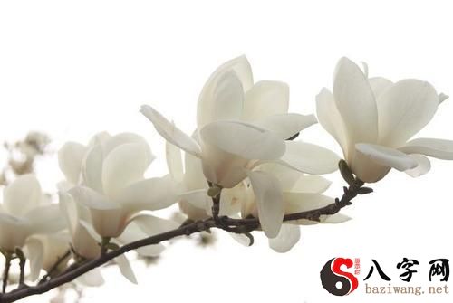 Dreaming of white flowers