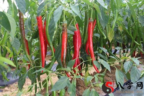 Dreaming of red and green chili peppers