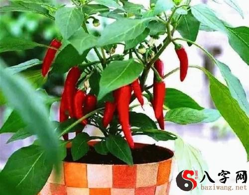 Dreaming of a chili tree branch with lots of chili peppers