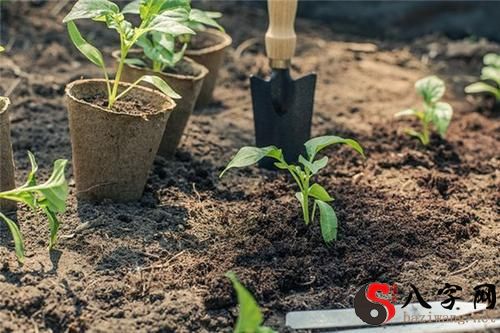 Dreaming of planting chili pepper seedlings