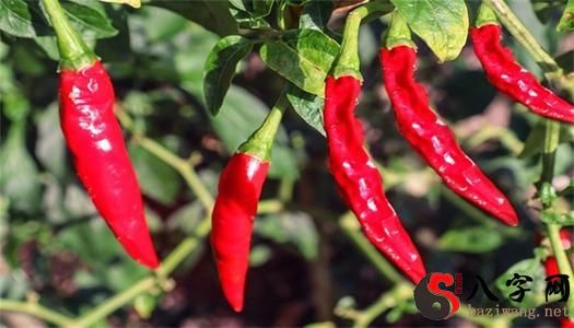 Dreaming of hitting a chili pepper