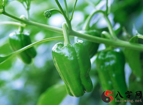 I dreamed of a lot of green chili peppers.