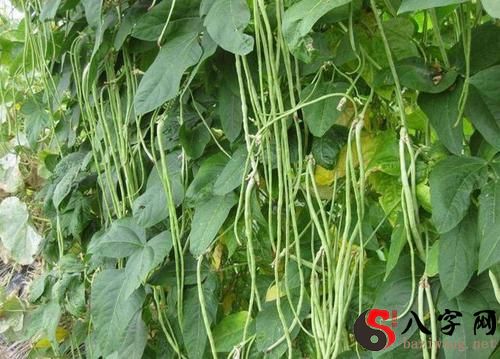 Dreaming of a lot of beanstalks