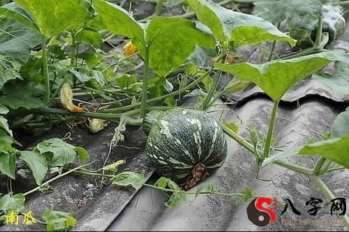 Dreaming of green pumpkins