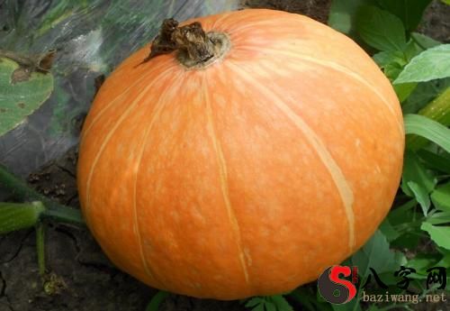 Dreaming of big, yellow pumpkins