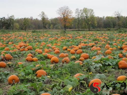 Dreaming of picking old pumpkins